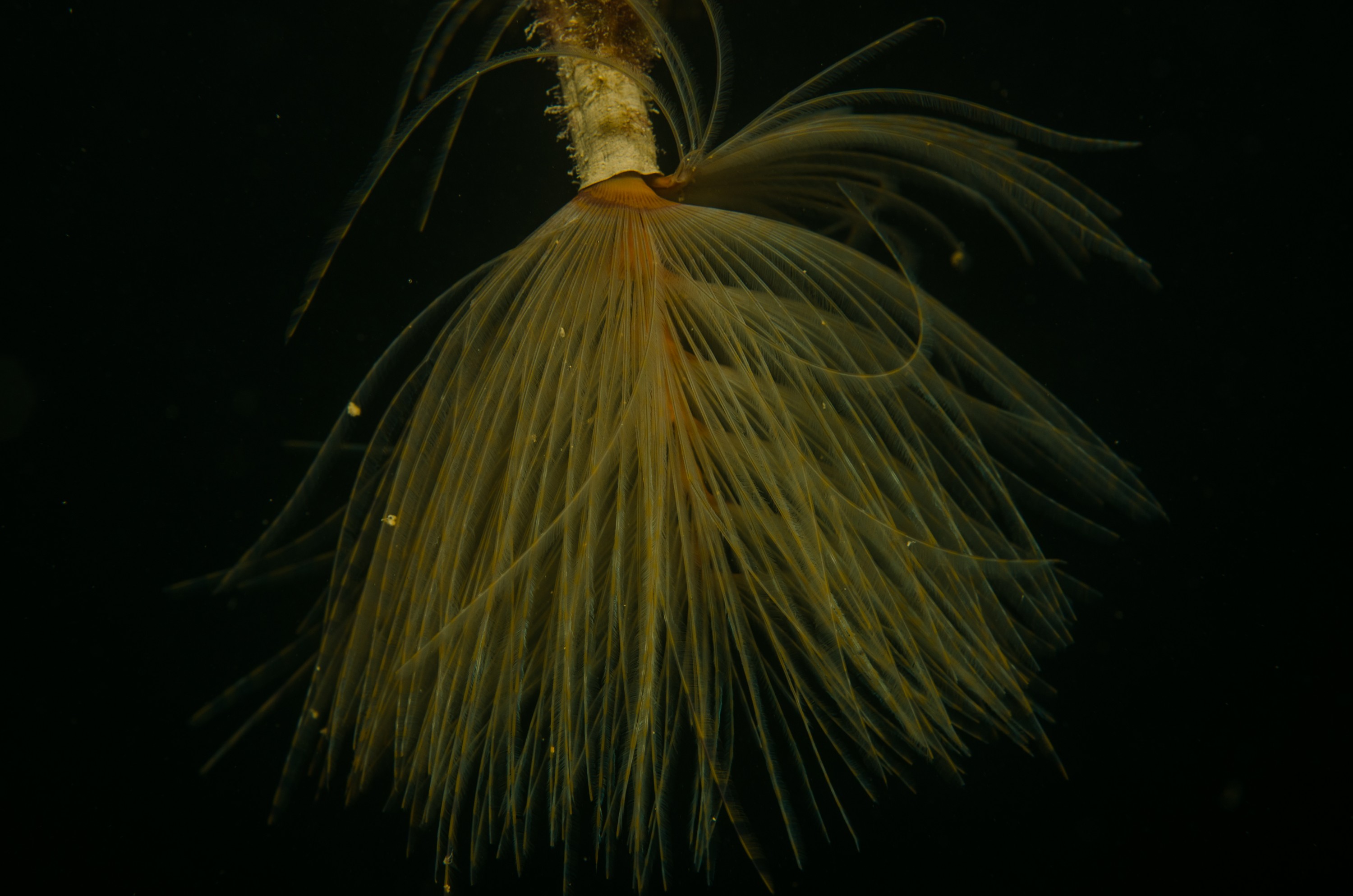 DSC_3215 – Mediterranean, fanworm, Sabella, spallanzanii, marine, pest, Auckland, underwater, crispin, nz, new, zealand, new zealand, fan, worm, marine, pest, invasive, Biosecurity
